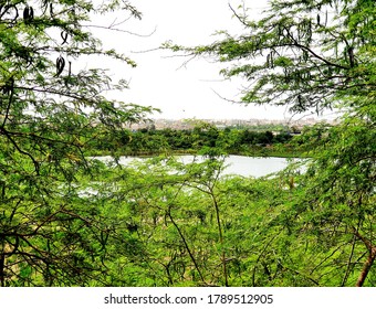 Lake view through the trees
