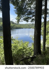 Lake view through the trees
