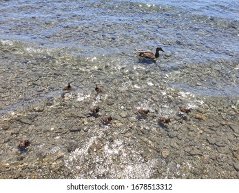 Lake Wanaka / Duck Family Swimming In Lake