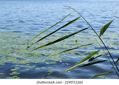 A Lake (Mälaren) With Water Lilies During Summer In Sigtuna, Sweden.