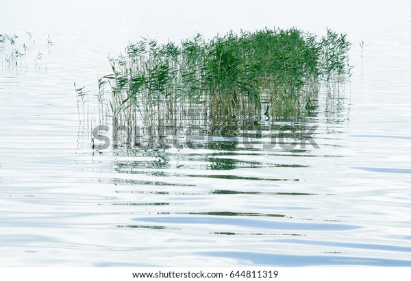 lake water with sedge growing rare bushes\
silhouette standing out on the background of clean water with\
reflection and refraction