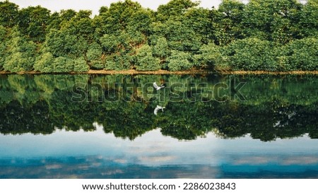 A lake with a white swan lake river water surface specular reflection summer day sunny forest