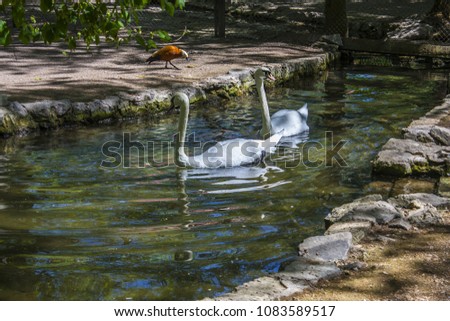 Lake with white swans in biosphere reserve Askania-Nova, Ukraine