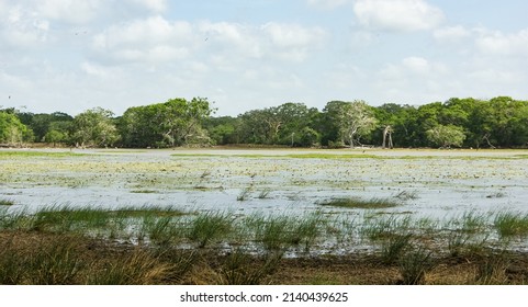 Lake At Wilpattu National Park, Sri Lanka