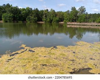 Lake Within Ashley River Park In Summerville, SC