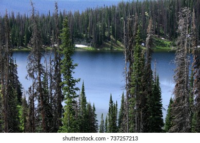 The Lake In Wyoming Surrounded By Dead Pines. Mountain Pine Beetle Infestation.