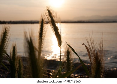 Lakefront With Grass Silhouette