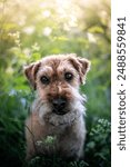 Lakeland Terrier forest photo shoot