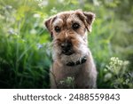 Lakeland Terrier forest photo shoot