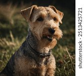 The Lakeland Terrier is a lively and spirited breed known for its distinctive appearance and energetic personality. This small to medium-sized dog features a dense, wiry coat, typically in shades of b