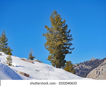 Lakes Trail, Sequoia National Park, California, Foxtail Pine, February 2018