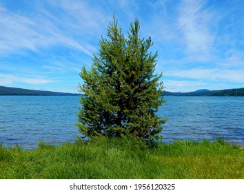 Lakeside Evergreens - Two Pine Trees On The South Shore Of Diamond Lake - Cascade Range - OR