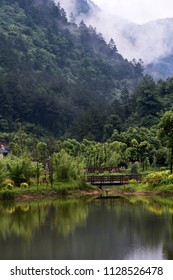 Lakeside forest image
