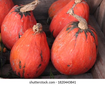 Lakota Pumpkins In The Garden