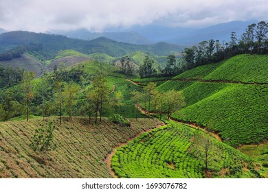 Lakshmi Estate Tea Plantations Munnar Kerala Stock Photo 1693076782 ...