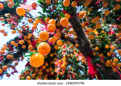 Lam Tsuen Wishing Tree at which Chinese and tourists burn joss sticks, write their wishes on joss paper tied to a plastic orange, then threw them up to hang in the tree.