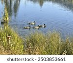 Lam Watah Nature Trail to Nevada Beach Ducks