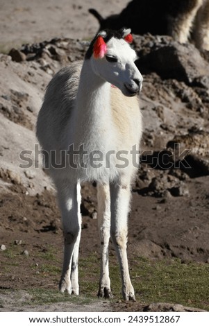 Lama Llama Southamerica animal Andes