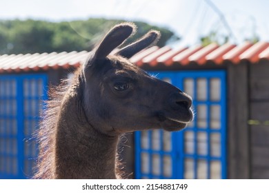 Lama Portrait. Extreme Closeup And Detail.