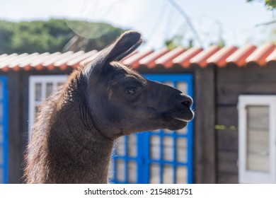 Lama Portrait. Extreme Closeup And Detail.