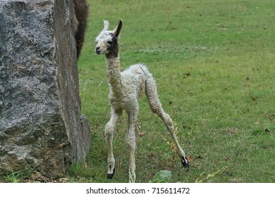 Bebe Lama High Res Stock Images Shutterstock