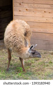 Lama Scratching His Head With The Back Leg - Image