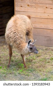 Lama Scratching His Head With The Back Leg - Image