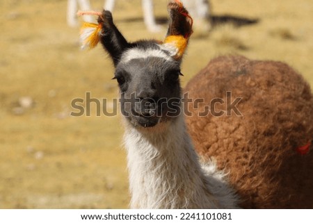 Similar – Image, Stock Photo Marlene likes carrots