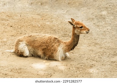 Lama vicugna is resting at farmer ranch. Soft wool by lama produce, national animal of Peru