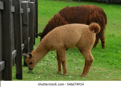 Lama in a Zoo