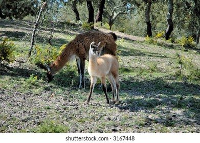 Lamas