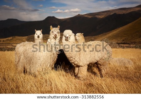 Lamas (Alpaca) in Andes,Mountains, Peru