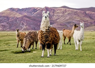 Lamas alpacas in the field of Bolivia. Wildlife of Altiplano, South America - Shutterstock ID 2179609727
