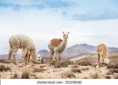 Lamas In Andes,Mountains, Peru