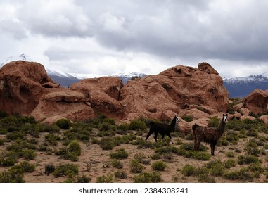 Lamas animals in the altiplano in rural Bolivia in Sur Lipez