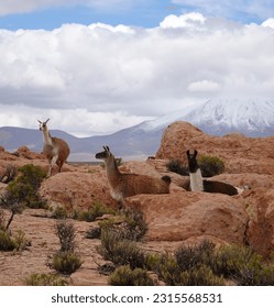 Lamas animals in the andean altiplano in Sur Lipez, Bolivia