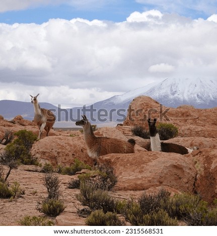 Lamas animals in the andean altiplano in Sur Lipez, Bolivia
