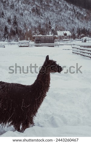 Lamas in a farm.Portrait of an cute smily alpaca, sheared lama head close up