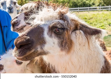 Lamas In Patagonia