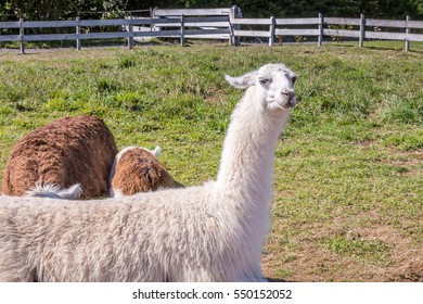 Lamas In Patagonia