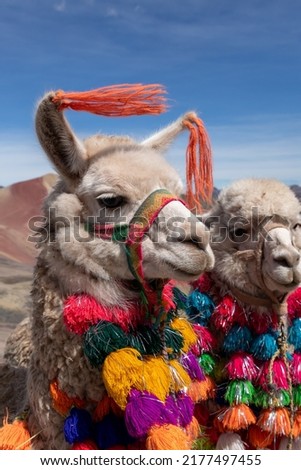 Lamas at the top of the Vinicunca mountain, or 
