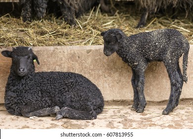 lamb