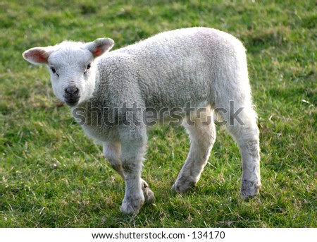 Similar – Image, Stock Photo Beautiful lamb Summer