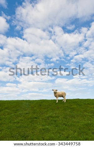 Similar – square sheep Colour photo