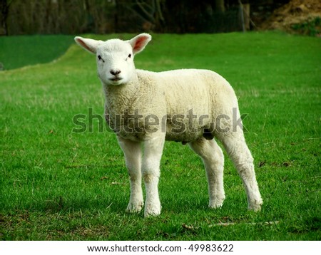 Similar – Image, Stock Photo Beautiful lamb Summer