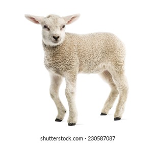 52,472 Baby lamb Images, Stock Photos & Vectors | Shutterstock