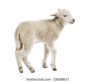 Lamb (8 Weeks Old) Isolated On White