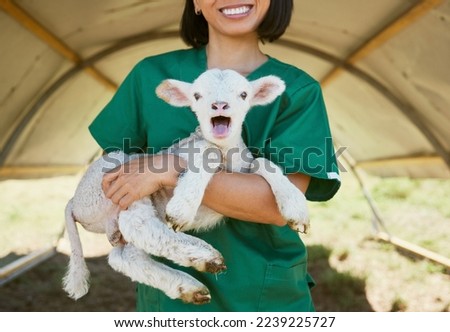 Lamb, baby animal and vet woman at a farm or zoo for health and wellness of farming animals with care and medical help. Veterinary, nurse or doctor in countryside for healthcare of sheep outdoor