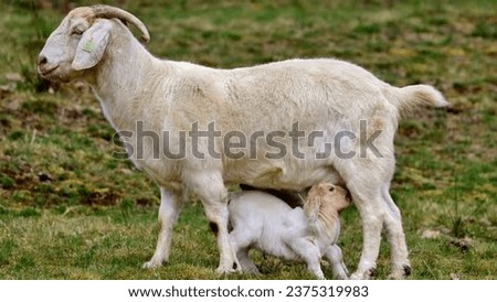 Similar – Schönes Lamm neben seiner Mutter