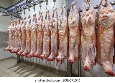 Lamb carcasses hanging on hooks in slaughter house before transfer to market or cold room or cutting. Refrigerated warehouse, hanging hooks of frozen lamb carcasses. Halal cut. 